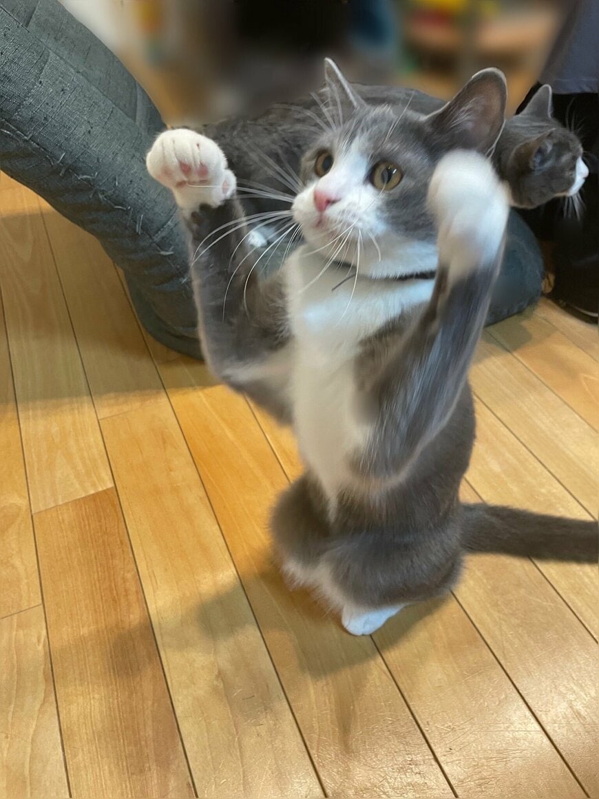 出所：@neko_wagaya