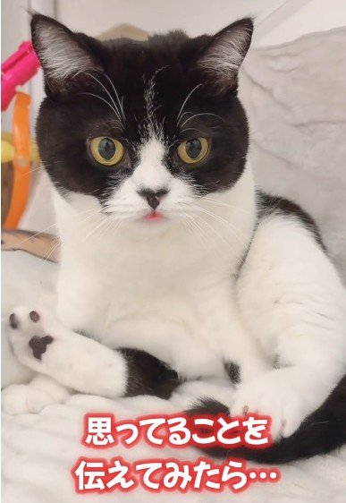 猫に思ってることを伝えてみたら→人間味あふれるリアクションに悶絶確定！