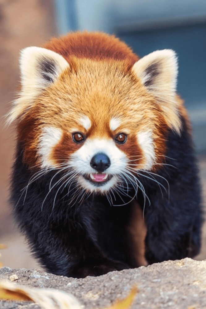 丸岡ジョー/写真AC