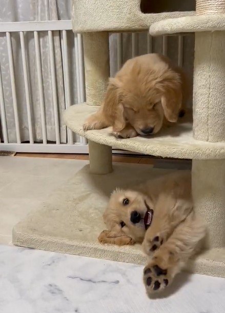 出所：@pu_channeldesu