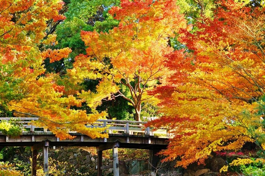 秋の観光シーズン到来。天気や紅葉のチェックにおすすめの3サイト