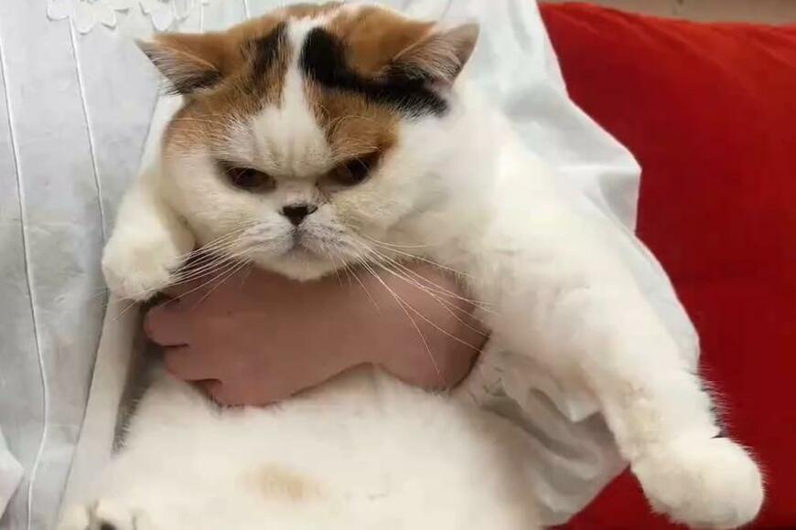 「ンパアァア！」肉球にクリームを塗る猫さんの映像が話題【2023年04月ベストセレクション】