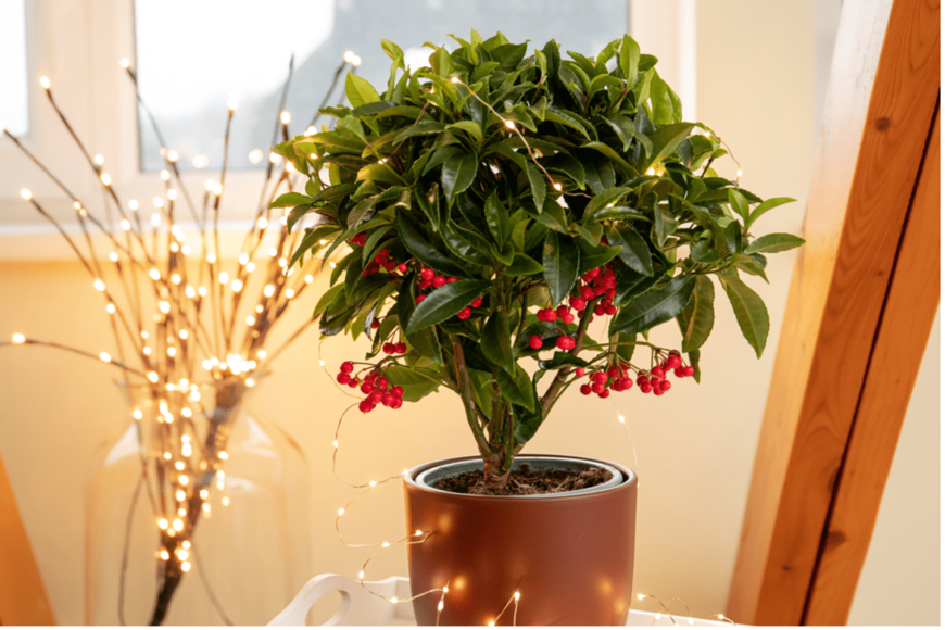 【冬のガーデニング】庭や玄関のクリスマスムードが上がる植物・最強6選！