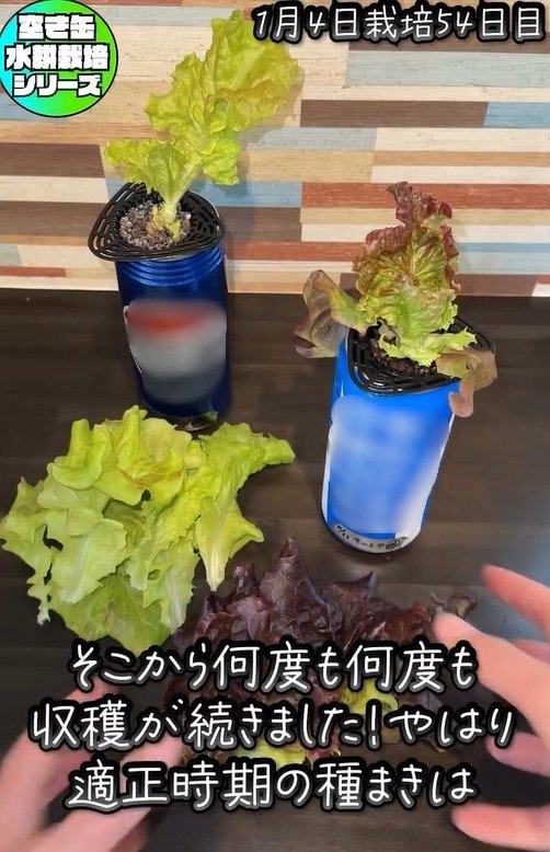 サニーレタスの収穫