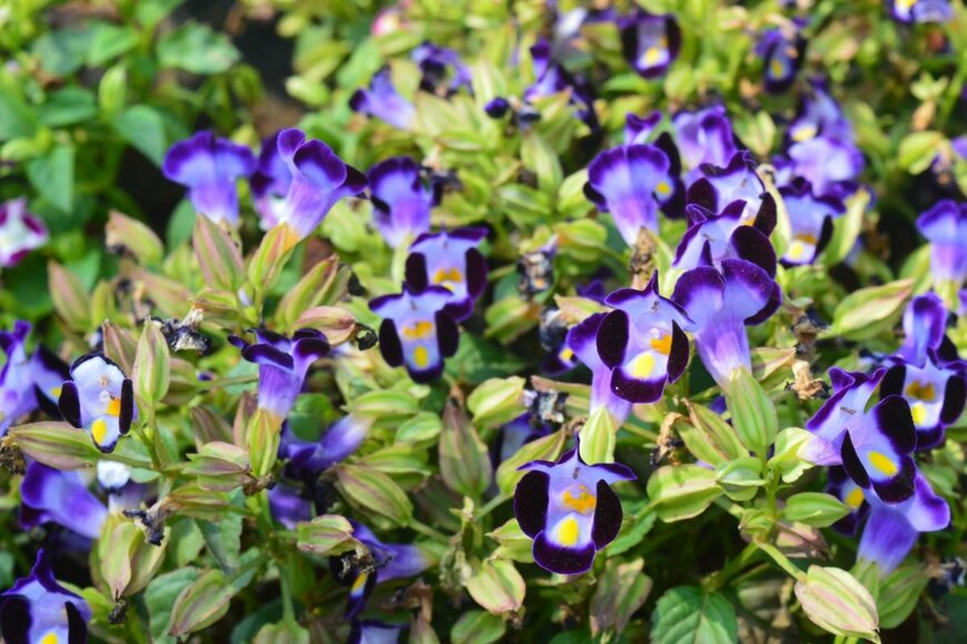 青い花を咲かせている、トレニア