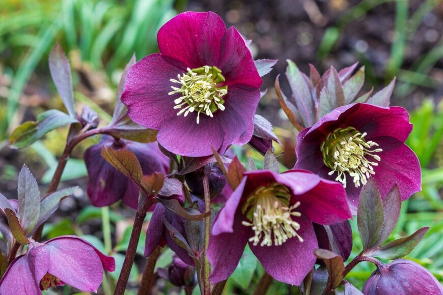 紫色の花が満開のクリスマスローズ