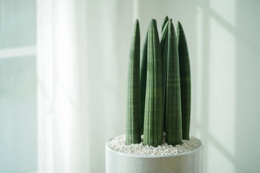 サンスベリア・キリンドリカ