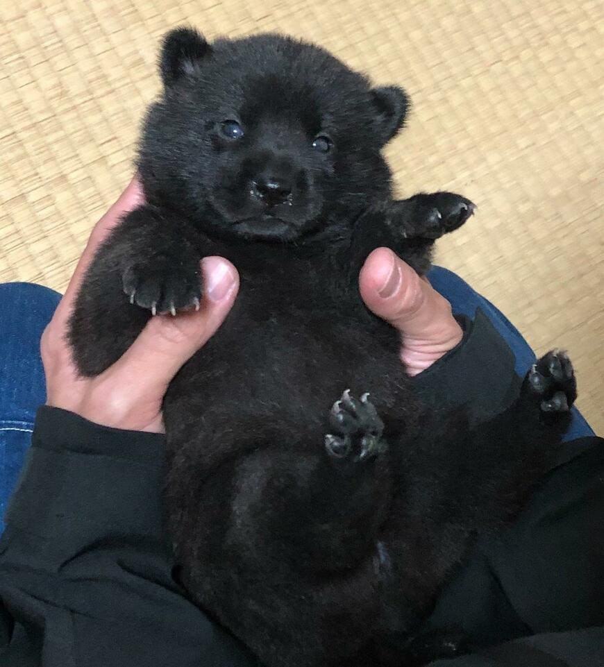 子グマのように見える甲斐犬