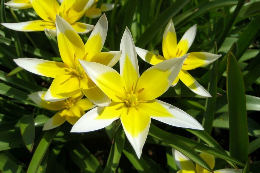 黄色い花びらで縁が白い、原種系チューリップの花