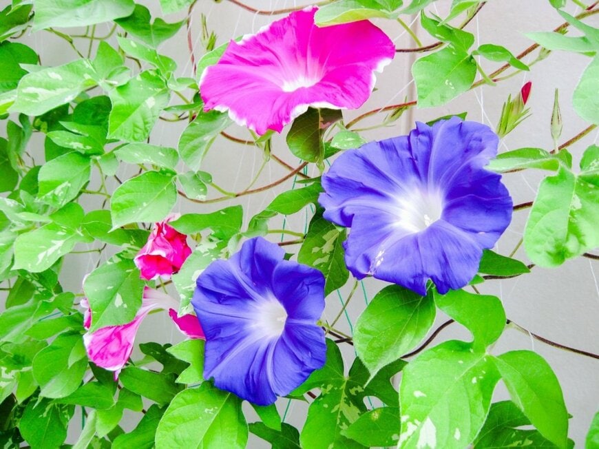 青とピンクの花を咲かせている、アサガオ