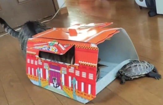 小雪ちゃんが突然箱の中にダイブ！驚く軍曹くん