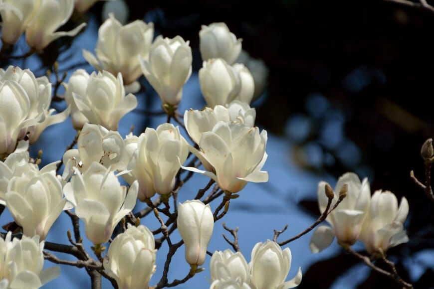 白い花をつけたハクモクレンの木の枝