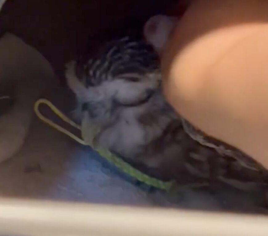 投稿動画のワンシーン