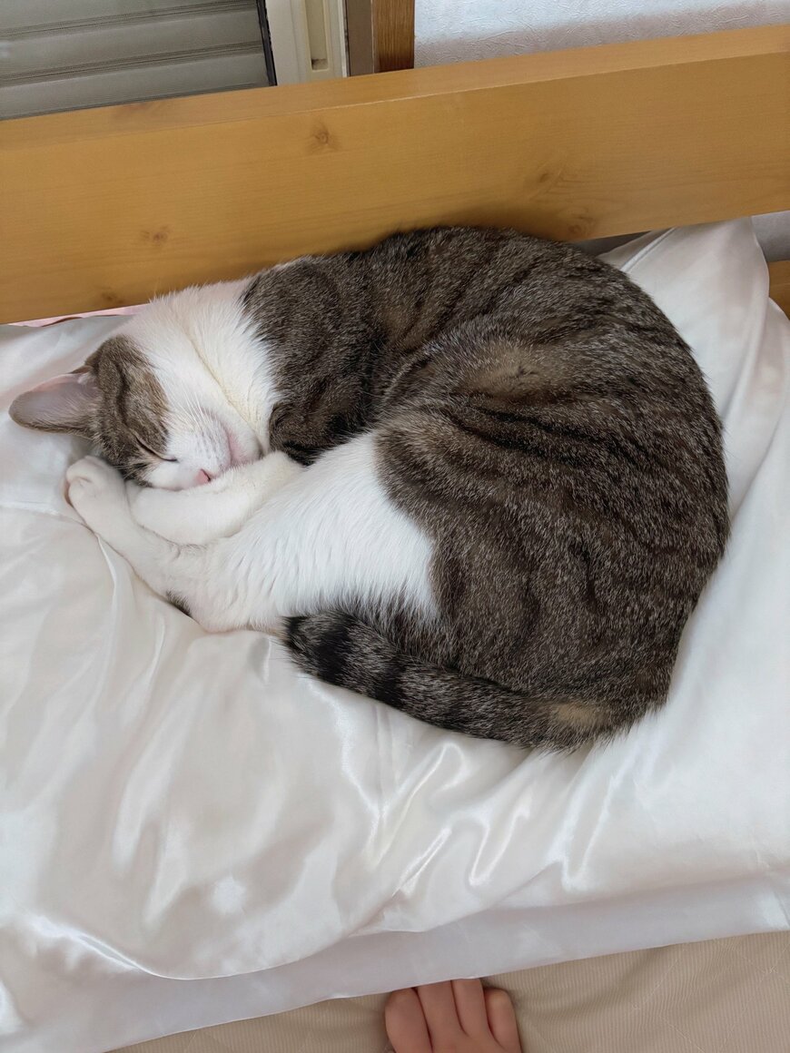 枕の真ん中で寝る猫ちゃん