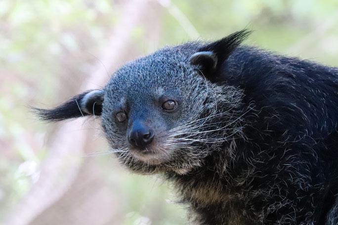 かわいいビントロング