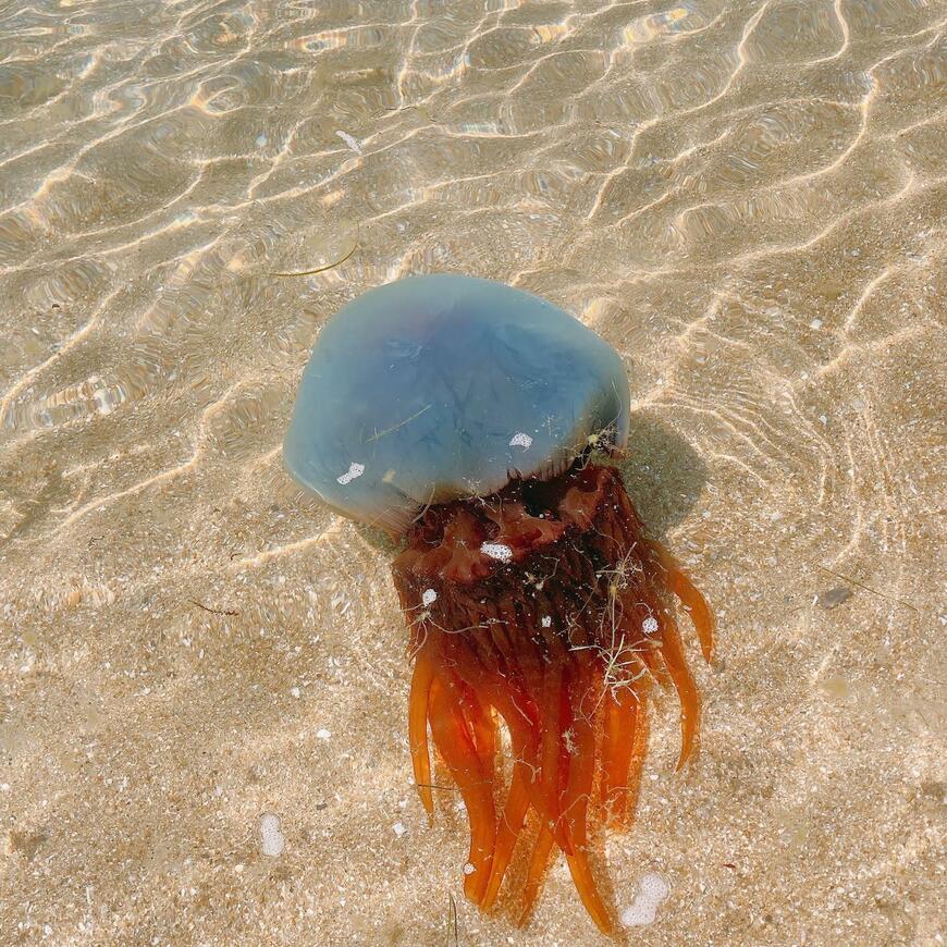 ホイミスライムのようなクラゲ