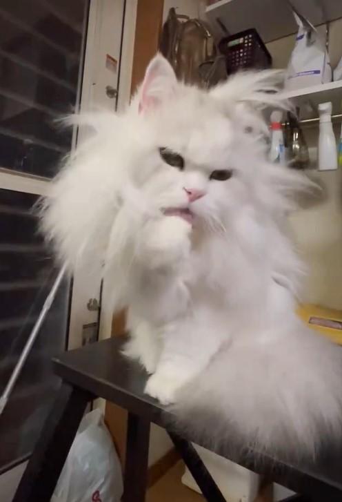 毛づくろいする猫。