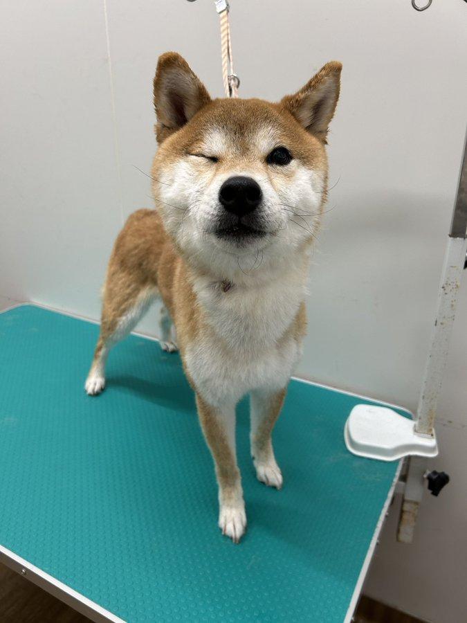 片目をつぶった犬