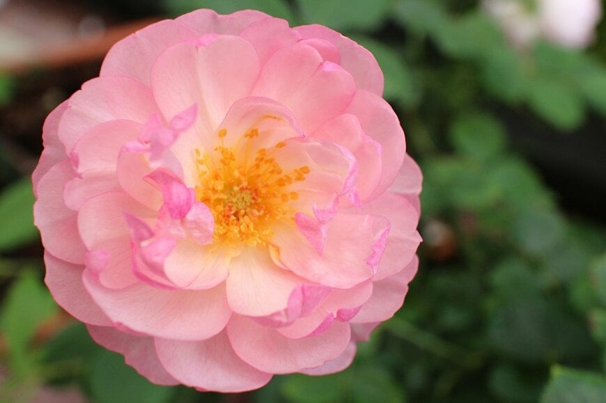 ピンクの花を咲かせている、スキャボロー・フェア