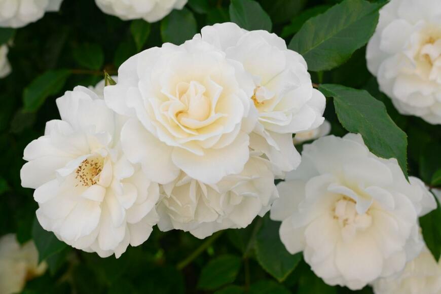 バラの花が咲いている。色は白。