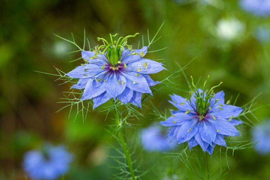 青いニゲラの繊細な花が咲いている