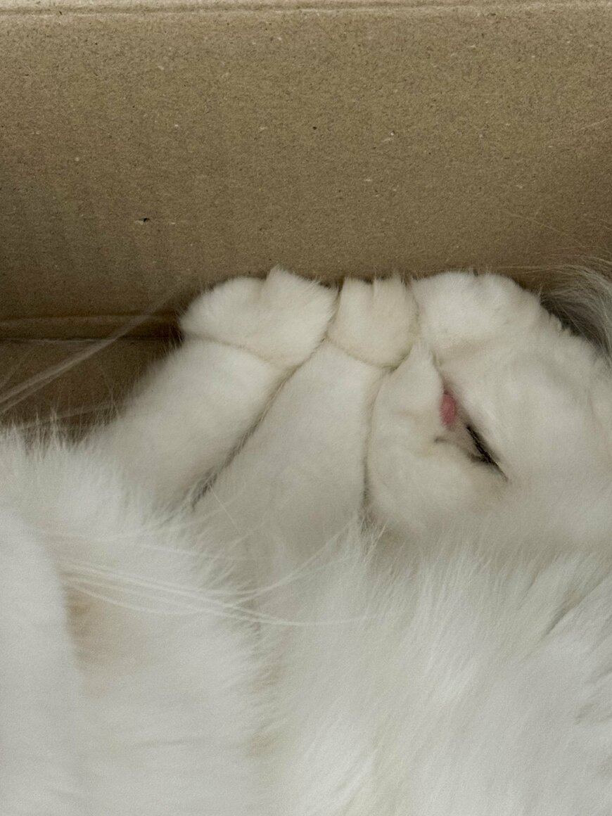 むぎゅむぎゅの猫の手