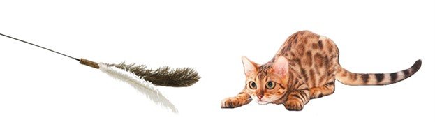 株式会社コメリ、超ロング猫じゃらし画像