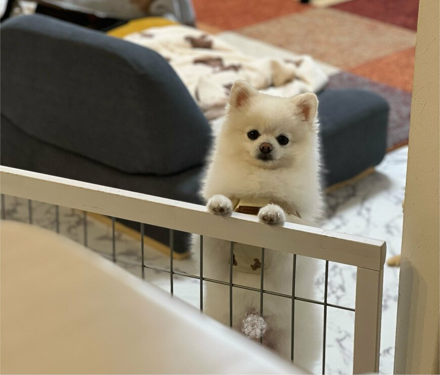 飼い主さんを見つめる犬