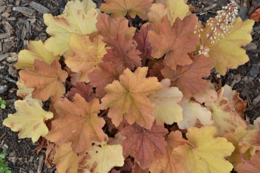 黄土色や黄色のヒューケラの葉