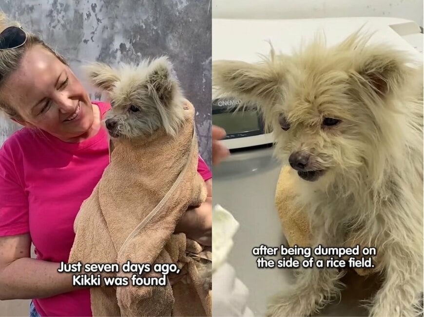 出所：<u><a href="https://www.instagram.com/p/DZFTJGigea5/" target="_blank">@missionpawsible</a></u>