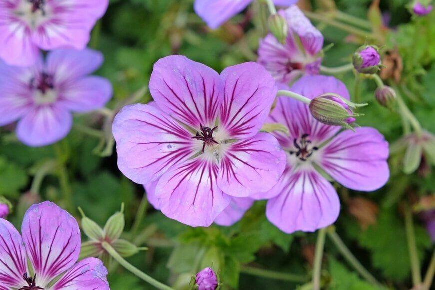 薄紫のゲラニウムの花のアップ画像