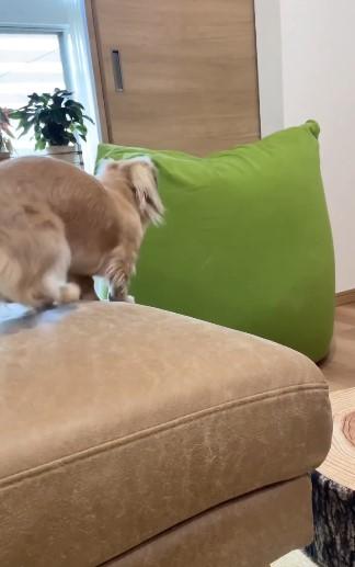 ソファにいる犬