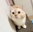 【あらら…】飼い主の“失敗”を目撃した猫→意外な反応に思わず笑ってしまう！