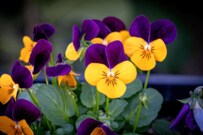 【ガーデニング】秋冬花壇がときめく。美的カラーが自慢の「多年草・一年草」最強7選