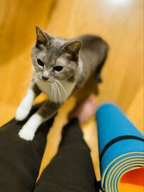 ストレッチ中に「ぐぇぇ」と唸ったら　心配した猫さんの優しい光景に心温まる