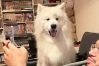 犬「パパから変な音が！」必死のアゴ阻止が可愛すぎると反響