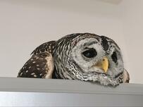 【とろけるフクロウ】チート級の癒し顔に心を奪われるユーザー続出中のリラックスフクロウ