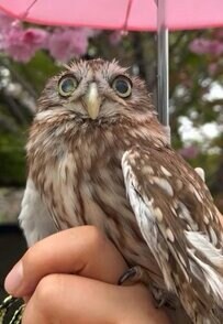 【雨の中の手のりフクロウ】傘をさして何かを待つ様子に国内外から「かわいい！」の声