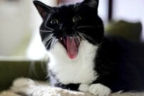 【何の顔？】最強猫ちゃん、お風呂に入った結果？！なんとも言えない表情に注目集まる