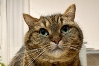 ガッツリ「立ち食いをする猫」に思わず目を疑う　豪快な姿に「すごく好きなフォルム」