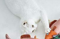 にゃんて素敵！〈猫用グッズ〉から〈猫刺繍のポーチ〉まで一目惚れ間違いなしです