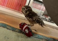 【靴下を返さないフクロウ】「絶対渡さない！」と必死の抵抗に飼い主さんもタジタジ