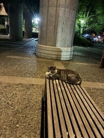 ベンチの端に「猫を発見」　離れて座った後の「猫の様子」にホッコリ
