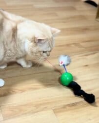 「まるで人みたいw」飼い主の靴下を猫のおもちゃにした結果→“まさかの反応”に爆笑