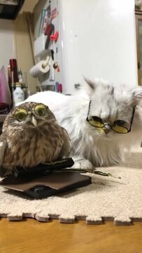 【ファンキーなフクロウと猫】かっこいいと可愛いのコラボ！サングラスをかけた姿に注目