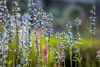 秋の長雨対策【湿気に強い植物】植えっぱなしで毎年楽しめる《秋の花＆カラーリーフ》宿根草3選