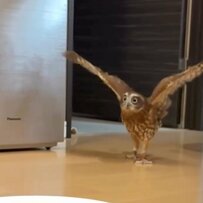 【水浴びするフクロウ】「バサァッ」翼を広げていざ入水！テンション上がる姿が話題