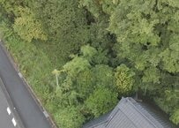 「自宅庭きれいにしよ」250万円で購入した古民家の〈荒れ果てたジャングル〉→開放的な〈癒しのガーデン〉に大変身！反響続々