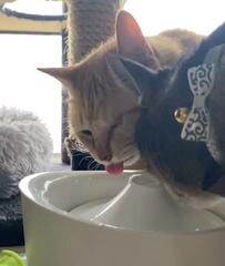 「全然飲めてないんじゃない？」給水する元保護猫　飲めてないのに「幸せそう」と話題