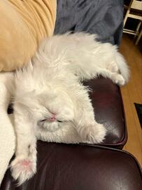 猫姉弟の「まさかの寝相」が話題　ハートができそうな光景に思わず悶絶